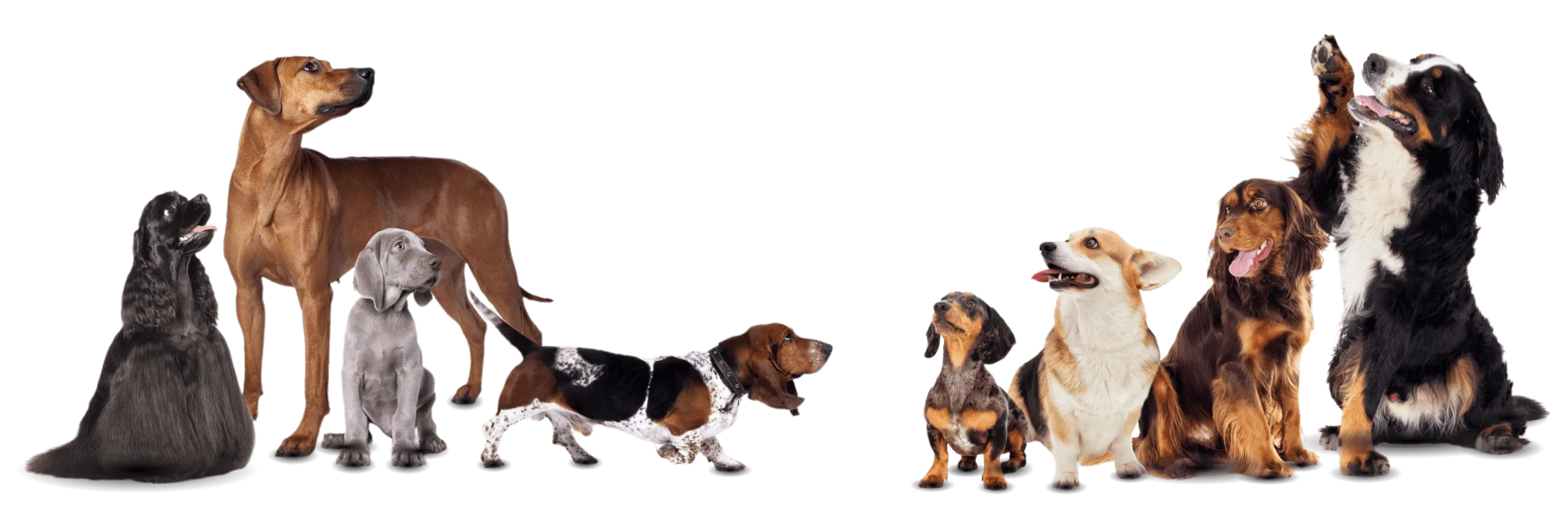 Dogs and cats of every size and age — the full range of pets Zoomin Groomin grooms at home